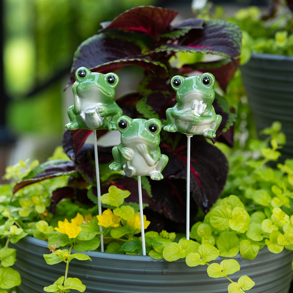 Porcelain Frog Planter Stake 3pc Assortment