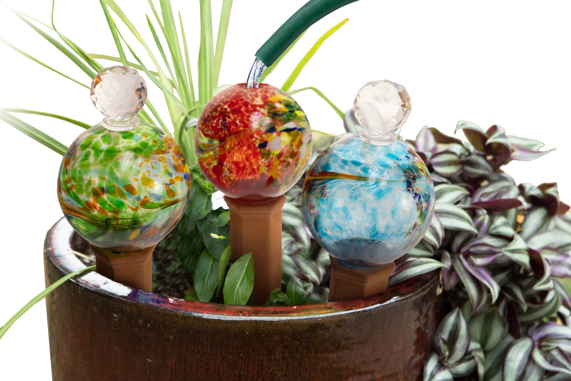 Blue-Red-Green Globe Plant Quencher 3pk