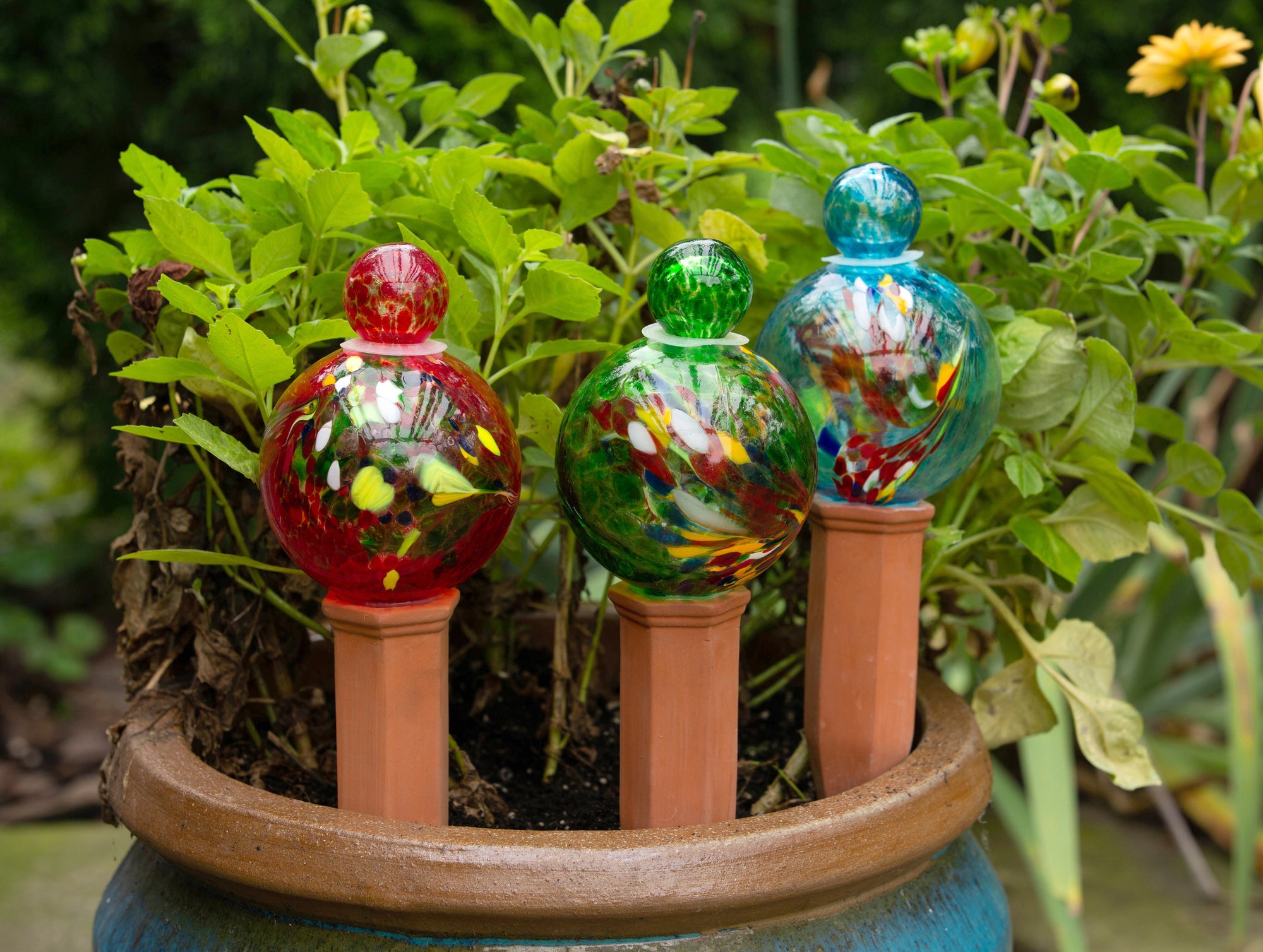 Blue-Red-Green Globe Plant Quencher 3pk