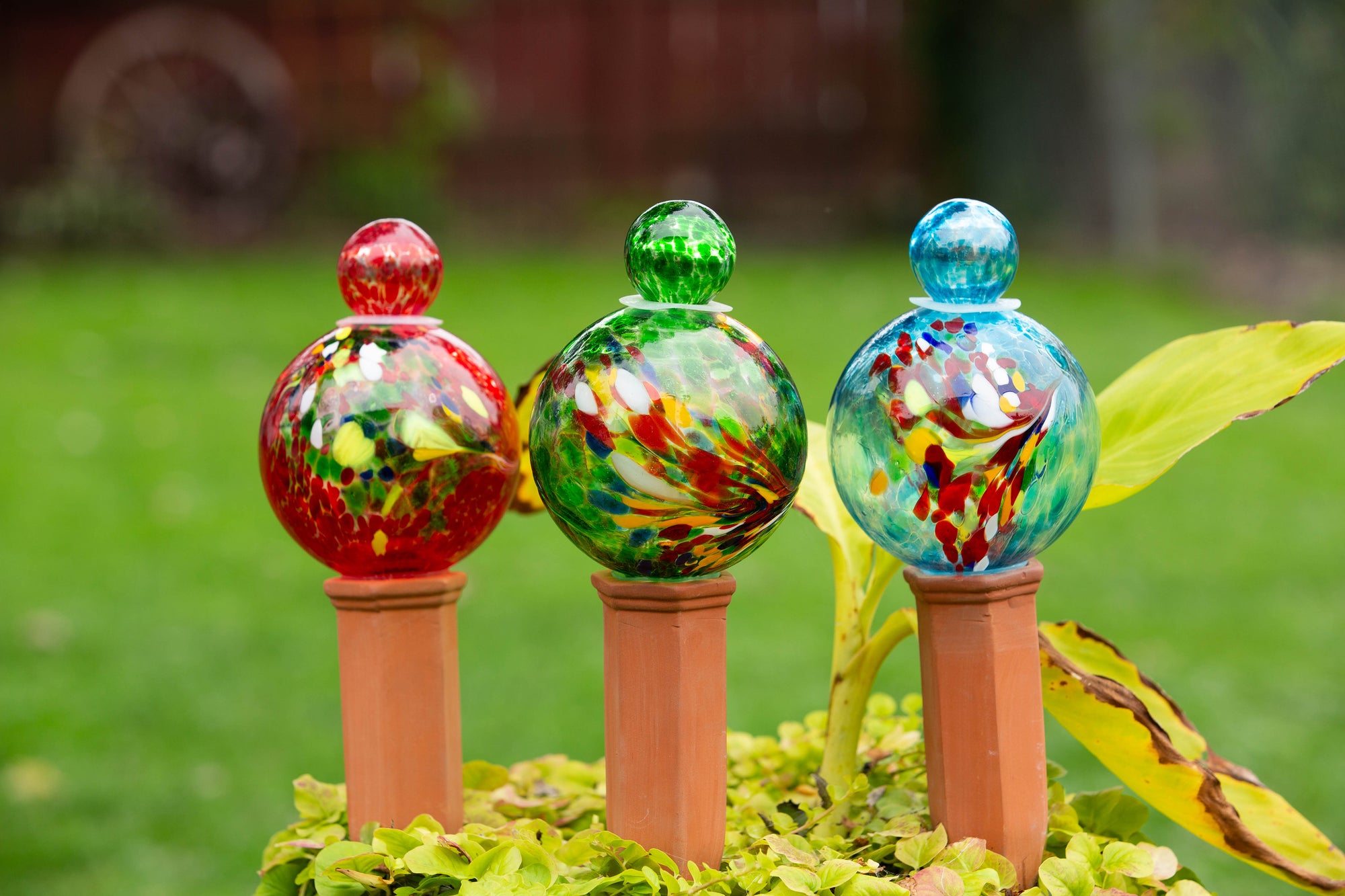 Blue-Red-Green Globe Plant Quencher 3pk