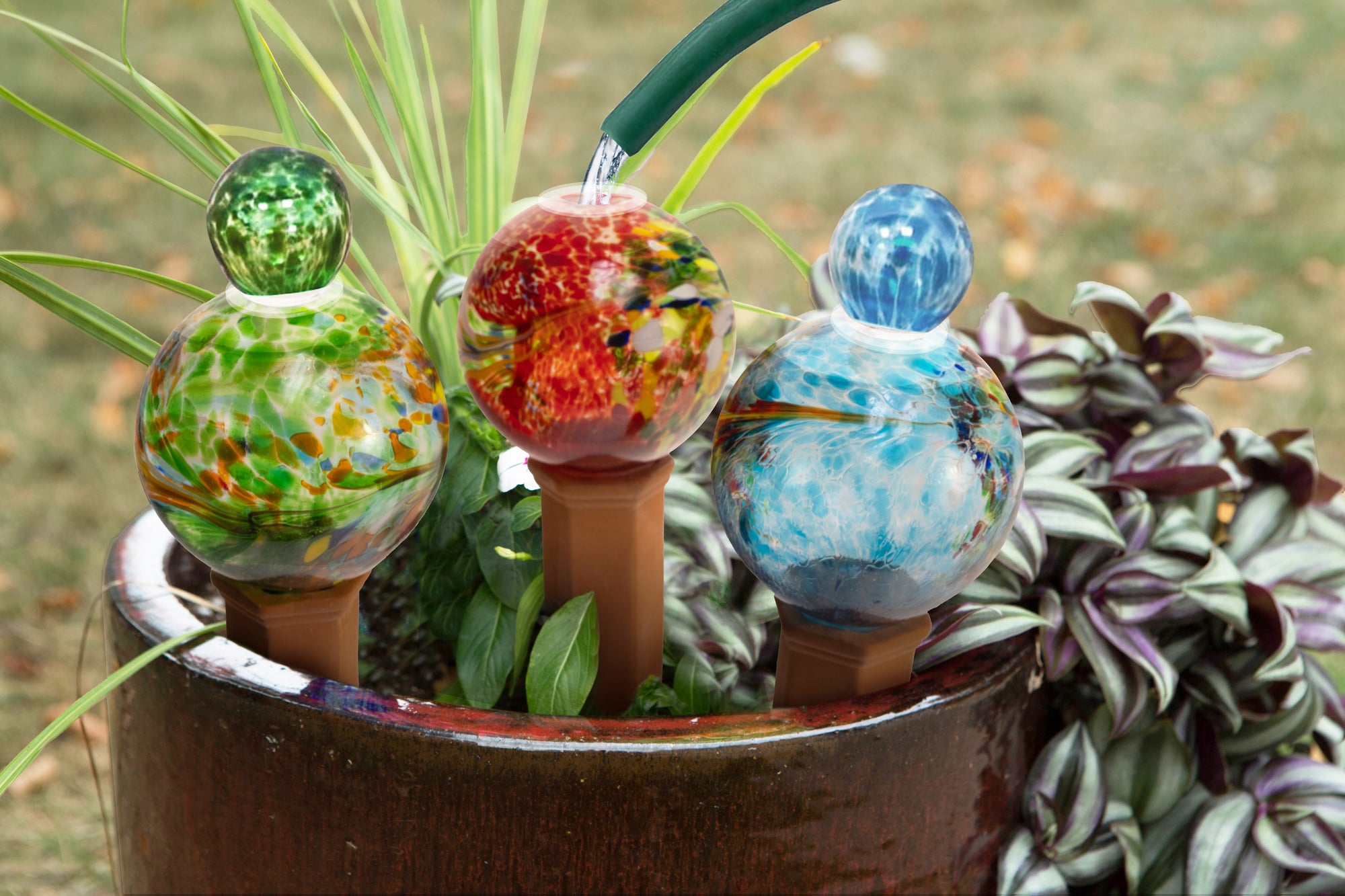Blue-Red-Green Globe Plant Quencher 3pk